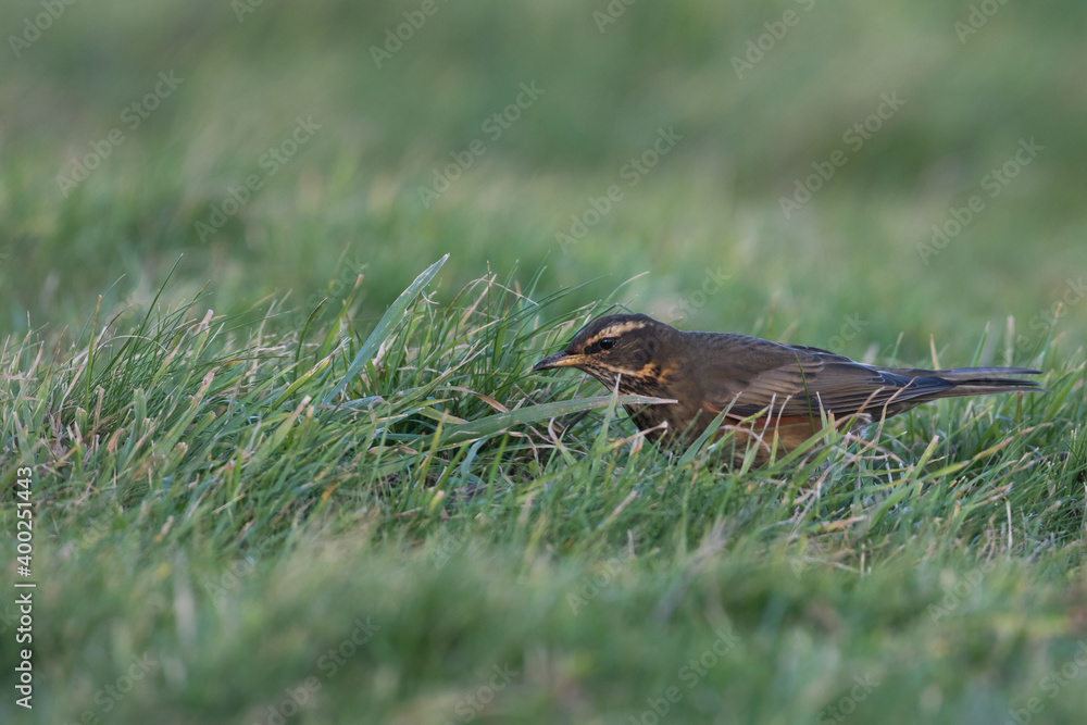 Redwing - Rotdrossel - Turdus iliacus ssp. coburnii, Germany (Heligoland), adult Redwing - Rotdrossel - Turdus iliacus ssp. coburnii, Germany (Heligoland), adult