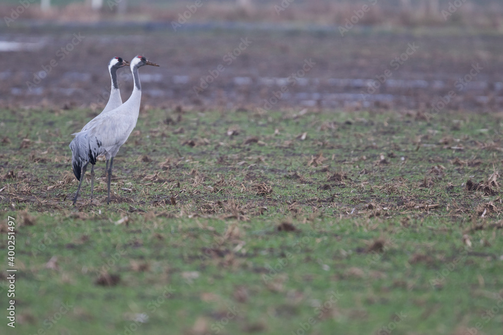 Common Crane - Kranich - Grus grus ssp. grus, Germany, adult Common Crane - Kranich - Grus grus ssp. grus, Germany, adult