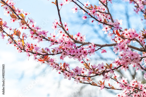 Spring background, flowering trees. Pink sakura flowers in sunny weather