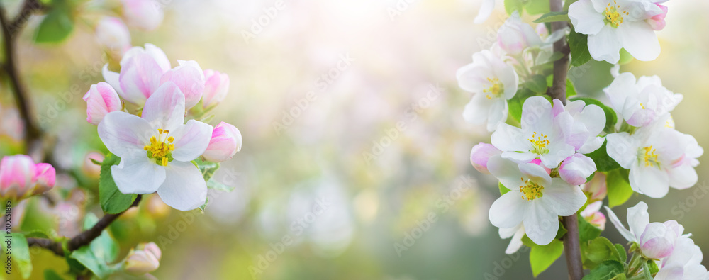 Spring background with apple blossoms on a light background, panorama