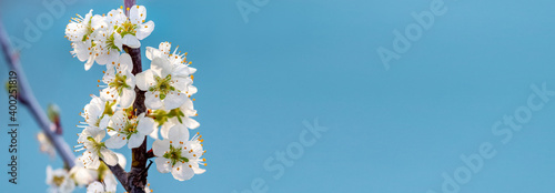 Spring background with plum flowers on a light blue background, copy space, panorama