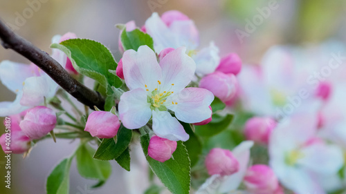 Flowers and buds of apple trees on a tree branch close up © Volodymyr