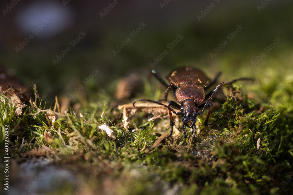 Macro image of an insect in Germany Macro image of an insect in Germany