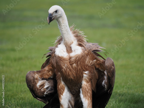 Gänsegeier sitzt im Gras auf dem Boden, Gyps fulvus photo