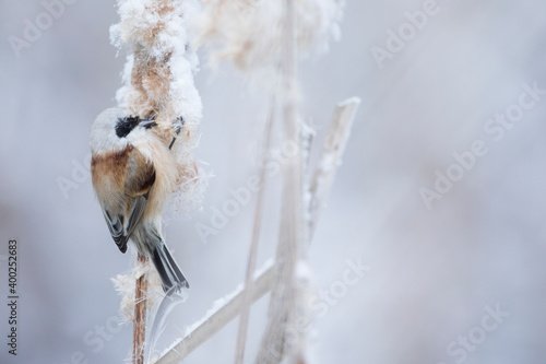 Eurasian Penduline Tit - Beutelmeise - Remiz pendulinus ssp. pendulinus, France (Alsace), male, wintering bird photo