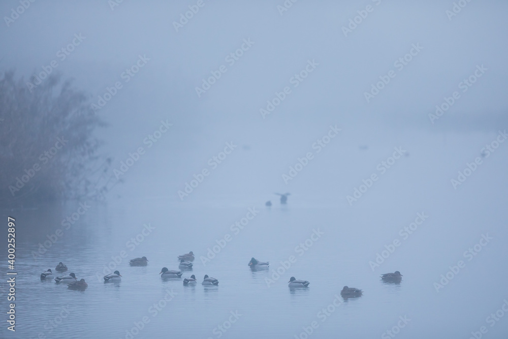 Mallard - Stockente - Anas platyrhynchos ssp. platyrhynchos, Switzerland, winter group Mallard - Stockente - Anas platyrhynchos ssp. platyrhynchos, Switzerland, winter group