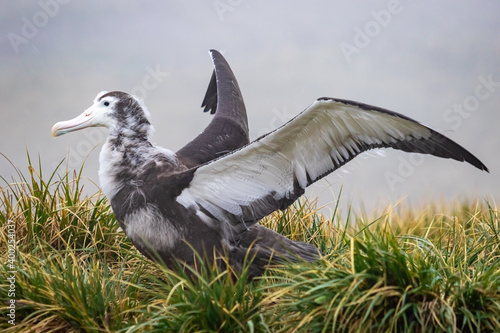 Albatross chick spreads its wings in a nest in South Georgia. Black browed albatross chick. photo