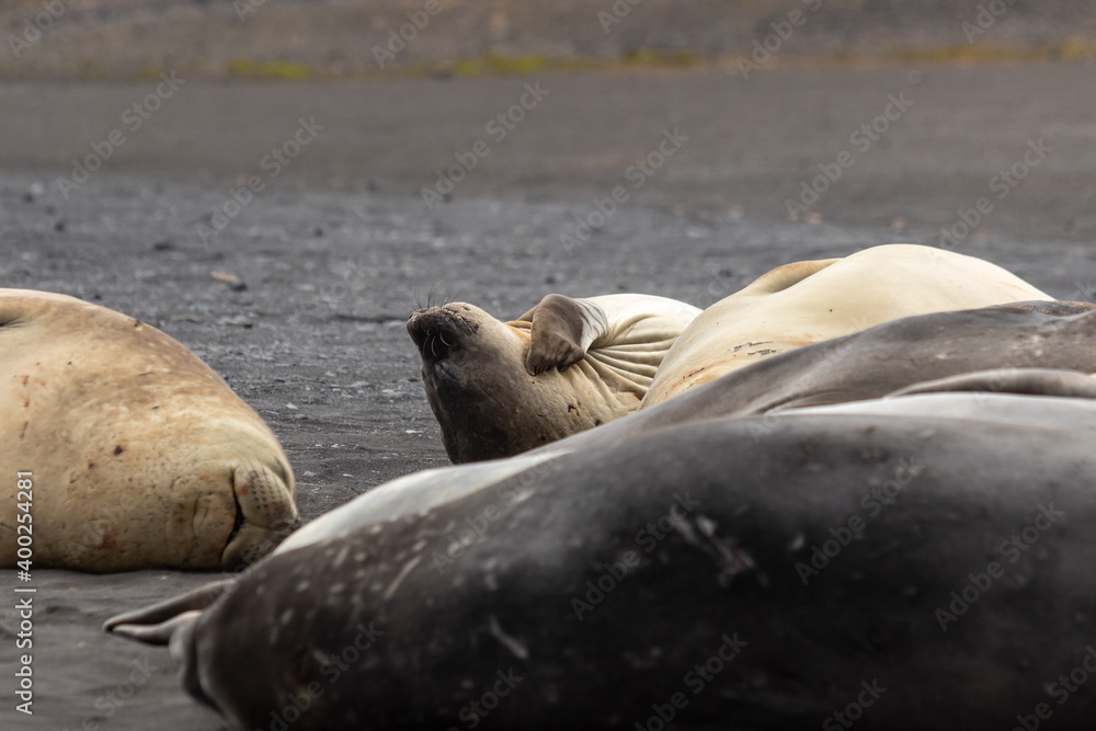 Fototapeta premium Female elephant seals lie on the beach and itch. Antarctica.