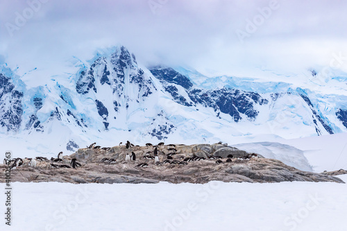Group of gentoo penguins on rocks with beautiful mountains in the background in Antarctica.