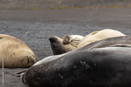 Female elephant seals lie on the beach and itch. Antarctica.