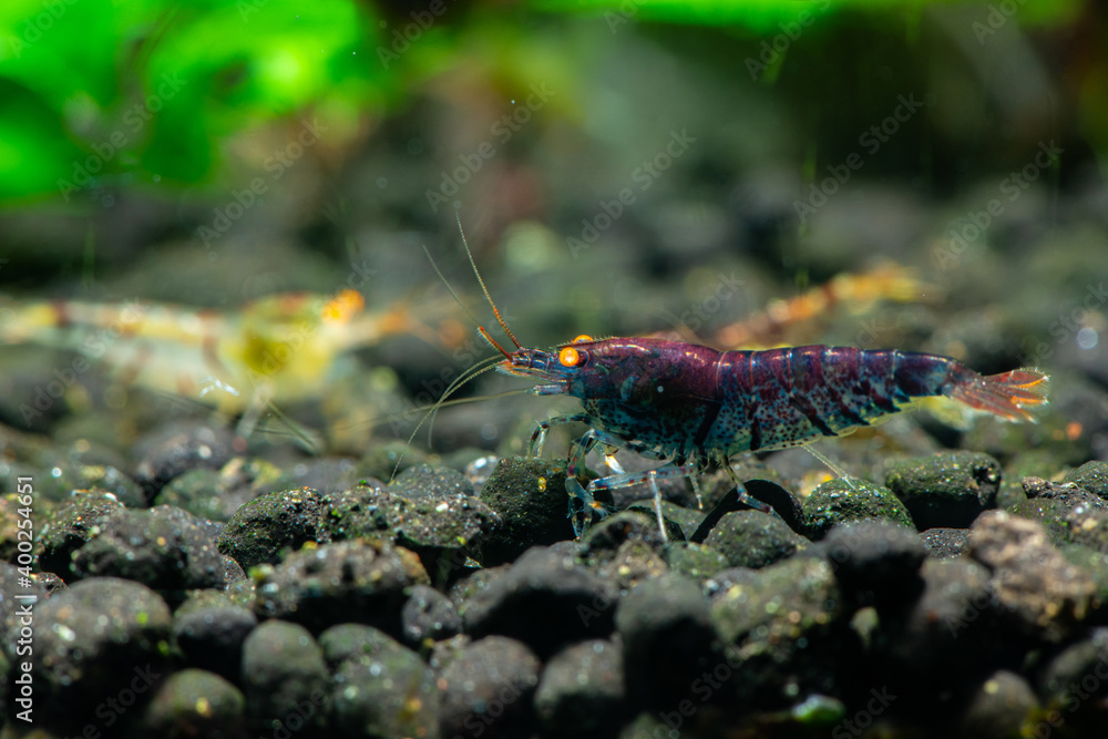 Nice Rusty Blue Tiger Orange eyes shrimp in freshwater tank aquarium pets
