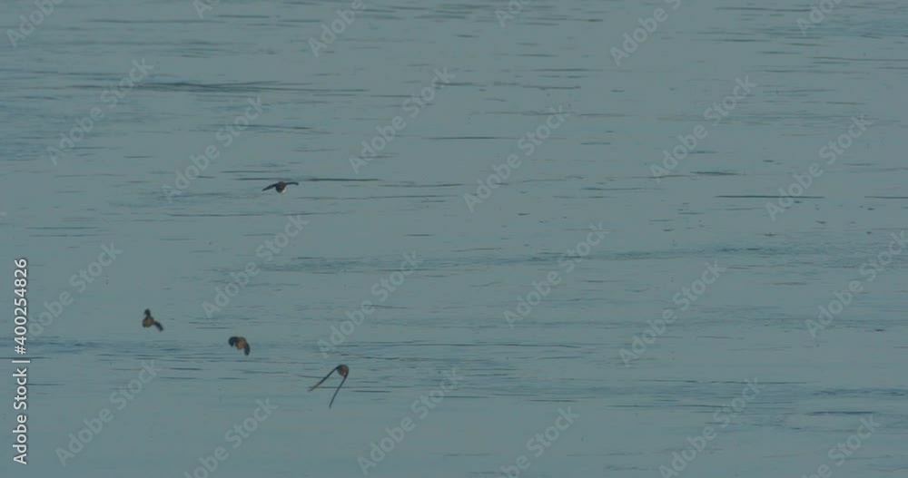 The sand martin is hunting the insects above the Drava River The sand martin is hunting the insects above the Drava River