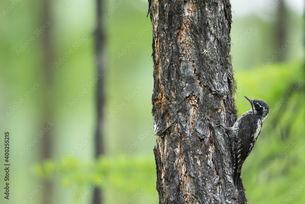Three-toed Woodpecker, Picoides tridactylus ssp. tridactylus Three-toed Woodpecker, Picoides tridactylus ssp. tridactylus