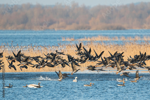 Tundra Bean Goose - Tundra-Saatgans - Anser fabalis ssp. rossicus, Poland (Drossen) photo