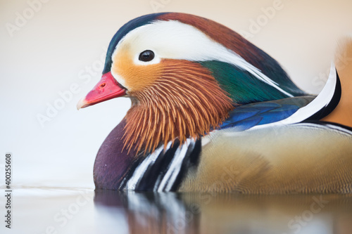 Mandarin Duck - Mandarinente - Aix galericulata, Germany (Baden-Württemberg), adult, male