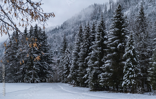 Road through moody snowy pine forest in winter, snow fall. Winter in forest background