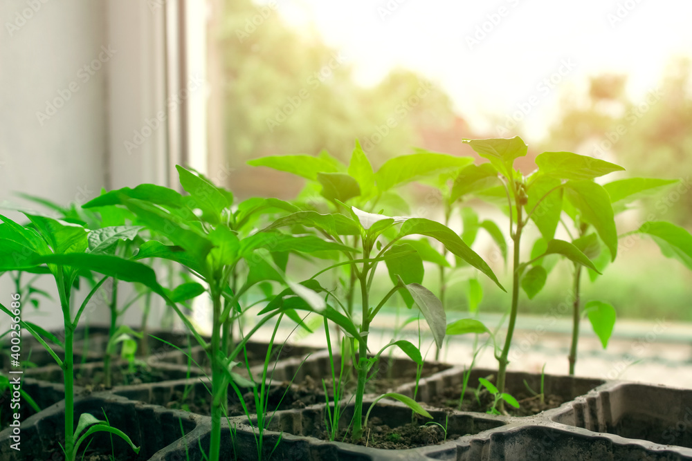 Obraz premium Seedling of green plants in pots on window sill - bell peppers or other vegetables seedling. Balcony gardening, self-sufficient home and organic homegrown food concept. Copy space, selective focus