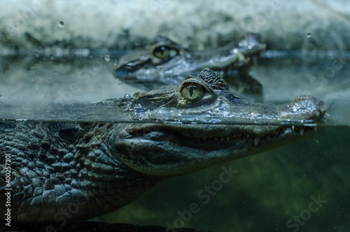 Close up profile portrait of crocodile hiding in water