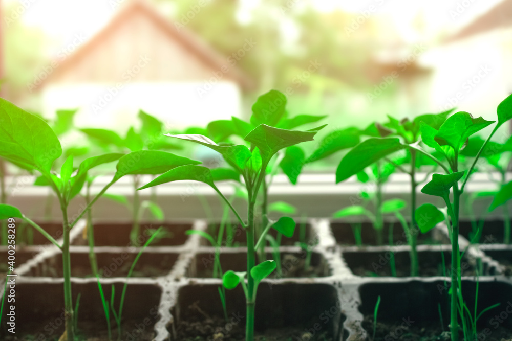 Closeup of seedling of green plants in pots on window sill - bell peppers or other vegetables seedling. Balcony gardening, self-sufficient home and organic homegrown food concept. Selective focus Closeup of seedling of green plants in pots on window sill - bell peppers or other vegetables seedling. Balcony gardening, self-sufficient home and organic homegrown food concept. Selective focus