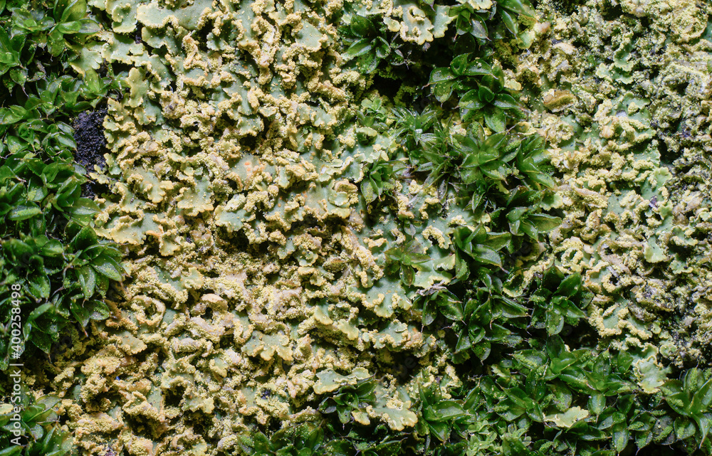 macro shot of yellow and green moss, on a tree macro shot of yellow and green moss, on a tree