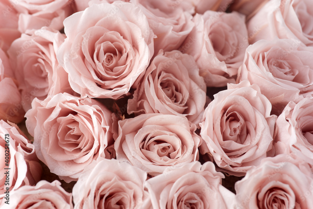 Pink roses background. Close up roses bunch. Pink roses background. Close up roses bunch.