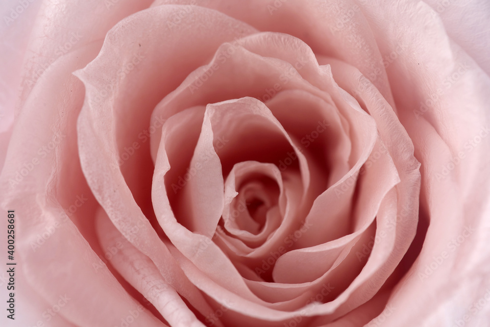 Pink roses background. Close up roses bunch.