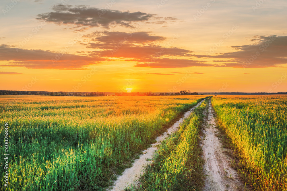 Obraz premium Sunset Sun In Sky Over Rural Countryside Road In Green Wheat Field. Spring Season. Altered Sunrise Sky