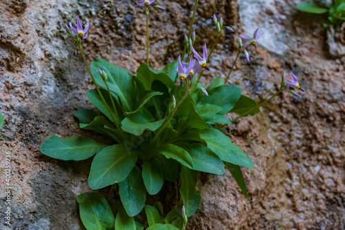 Shooting Star wildflowers photo