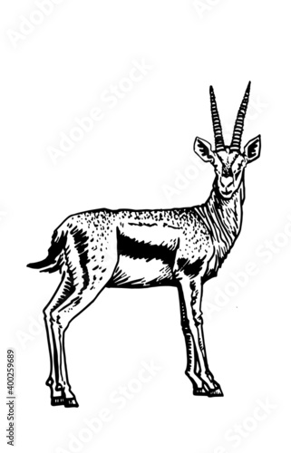 Vector illustration of antelope, white background