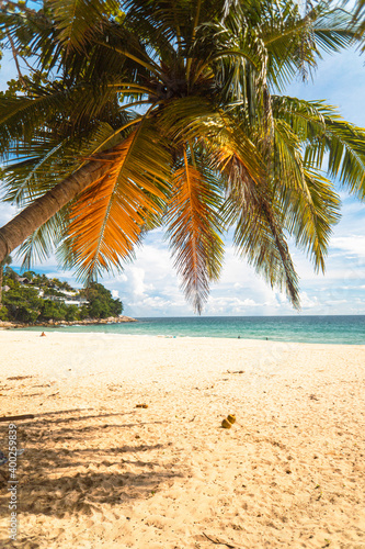 Tropikalny krajobraz uj  cie pla  y z palmami i oceanem.
