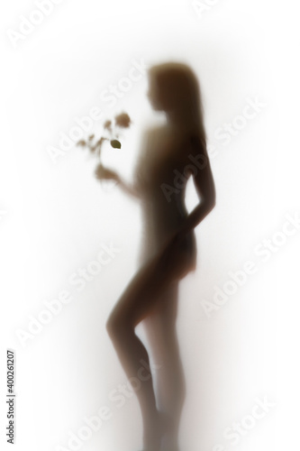 Beautiful and sexy woman stands and holds rose flower in hand, body silhouette behind a white curtain.