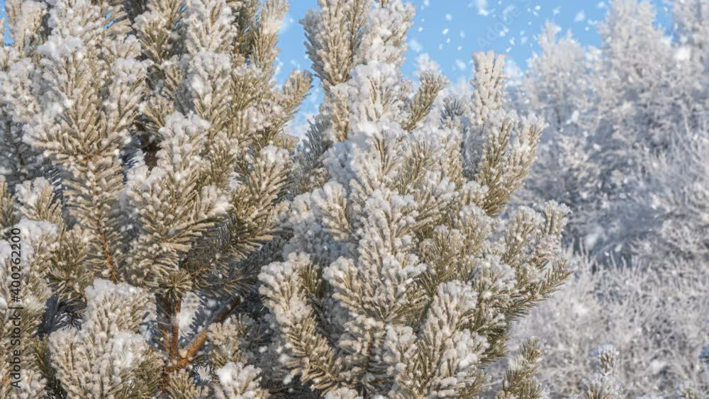 Soft snowfall in the winter snowy forest. Beautiful winter landscape, spruce branch in the snow Soft snowfall in the winter snowy forest. Beautiful winter landscape, spruce branch in the snow