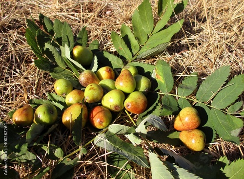 Fruits et feuilles de cormier (Sorbus domestica) sur la paille photo