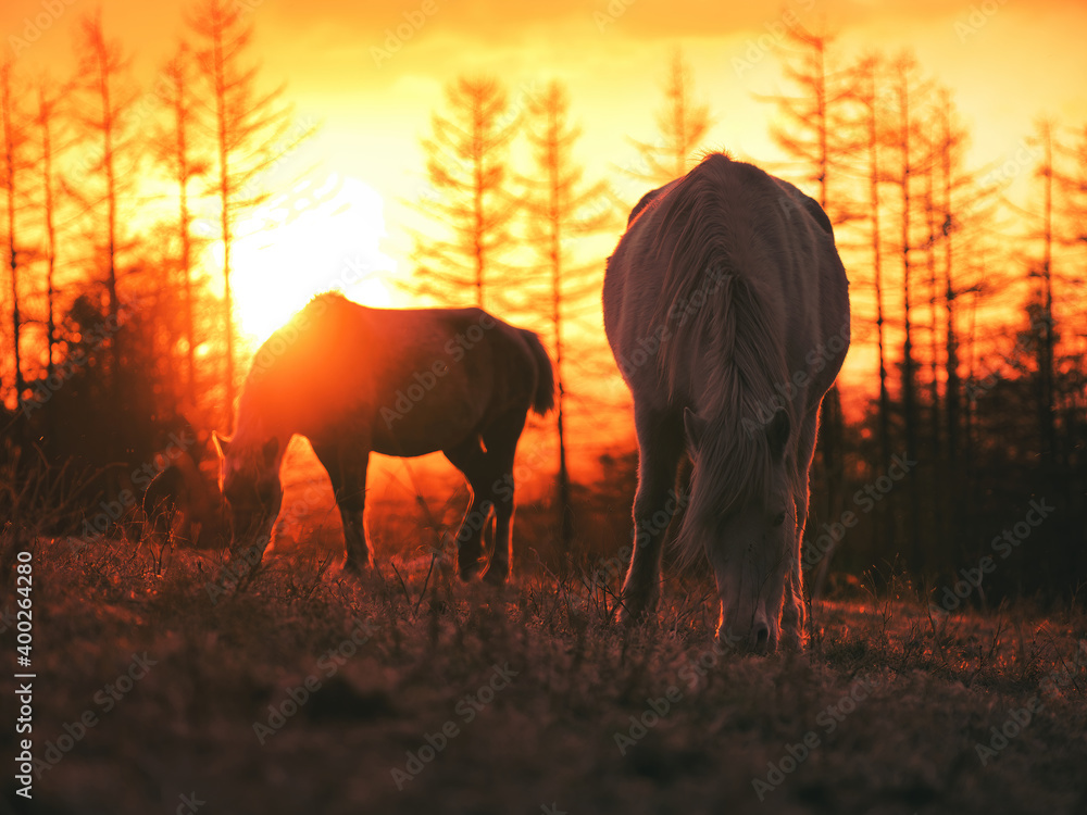 Naklejka premium 朝日と馬