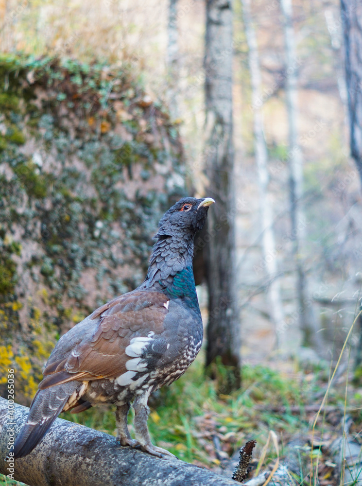 custom made wallpaper toronto digitalportrait of a capercaillie with a red eyebrow in the forest