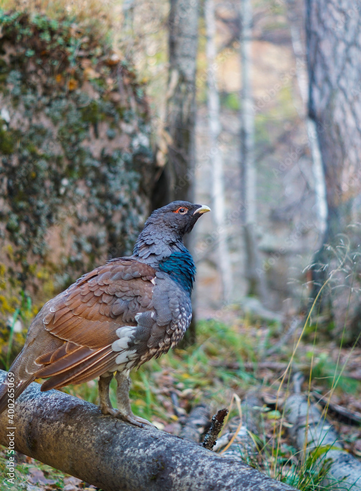 Fototapeta premium portrait of a capercaillie with a red eyebrow in the forest
