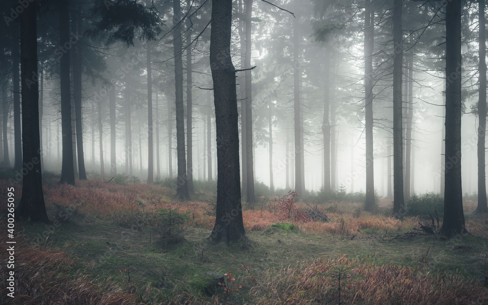 Obraz premium The forest in the fog