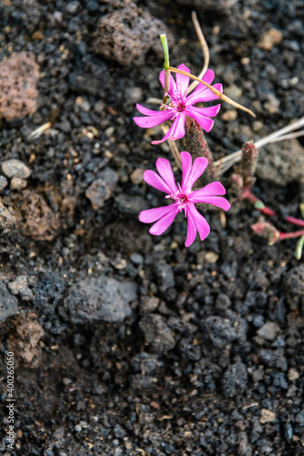 Colourful wild summer flowers growing on Etna Volcano lava, Sicily