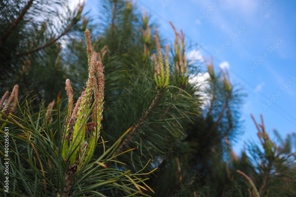 Pine branches with long thorns and cones. Blue sky with clouds. Sunny day Pine branches with long thorns and cones. Blue sky with clouds. Sunny day