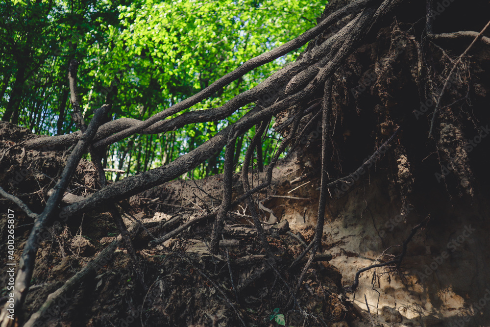 Fototapeta premium Large tree roots. Bottom view. Spring green forest.