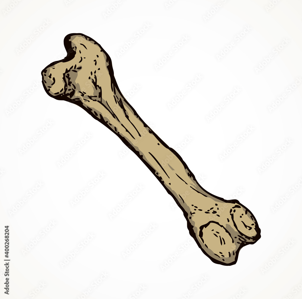 Bone. Vector drawing