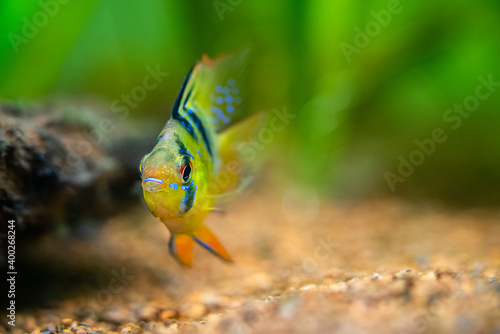 Close up of a blue balloon ram (Microgeophagus ramirezi) isolated in a fish tank with blurred background