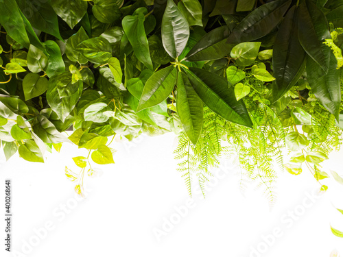 Tonal effect image of sagging plants 1