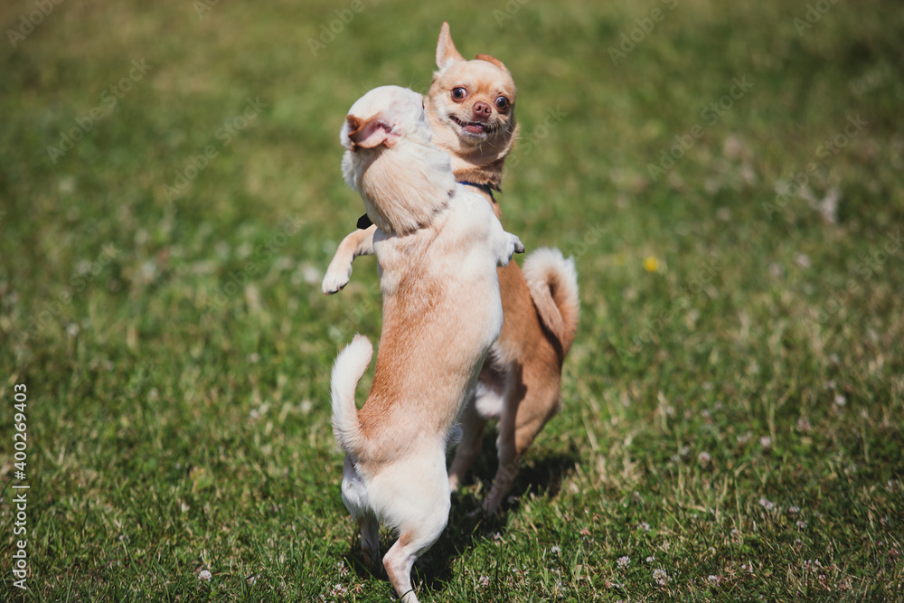 Two chihuahuas dog playing in park, chihuahua small cute dog