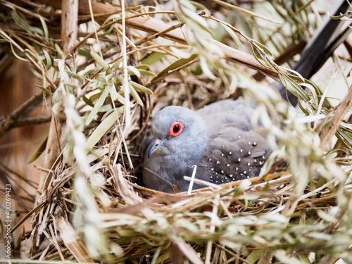 Diamond dove (Geopelia cuneata) in nest photo
