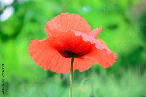 Head of poppy photo