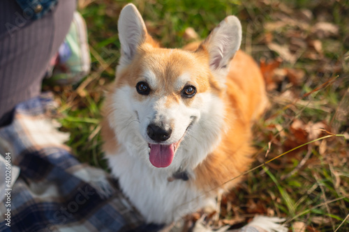Close up portait view of adult young happy Welsh Corgi dog puppy in park