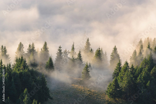 Ukraine, Zakarpattia region, Rakhiv district, Carpathians, Chornohora, Fog over forest on mountain Petros photo