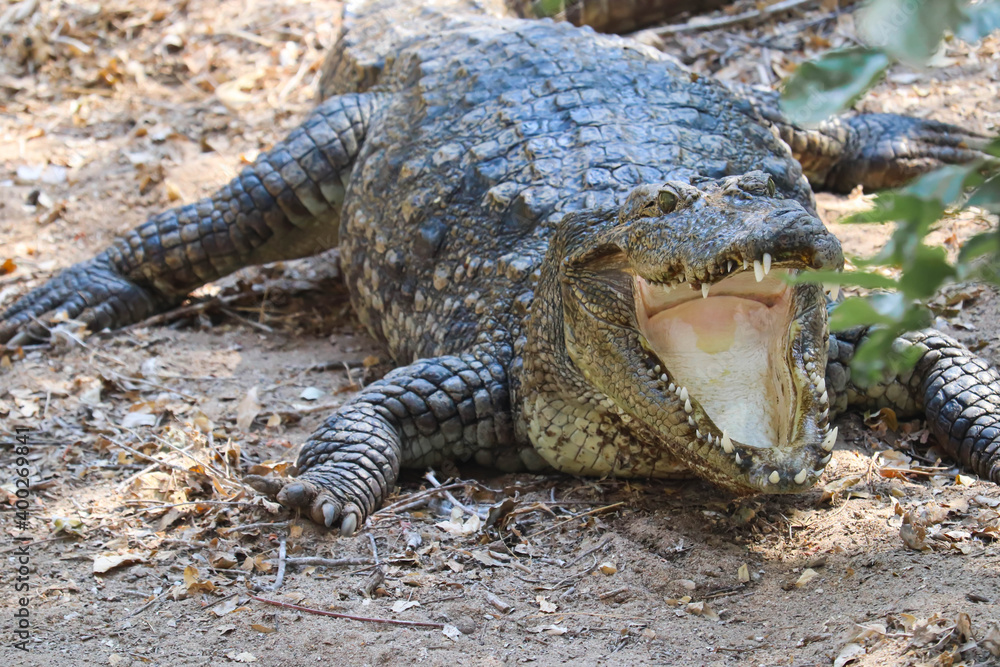 Fototapeta premium Closeup Of Head Of Alligator Or Crocodile With Sharp Teeth And Jaw With Open Mouth