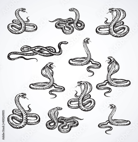 Snake. Vector drawing